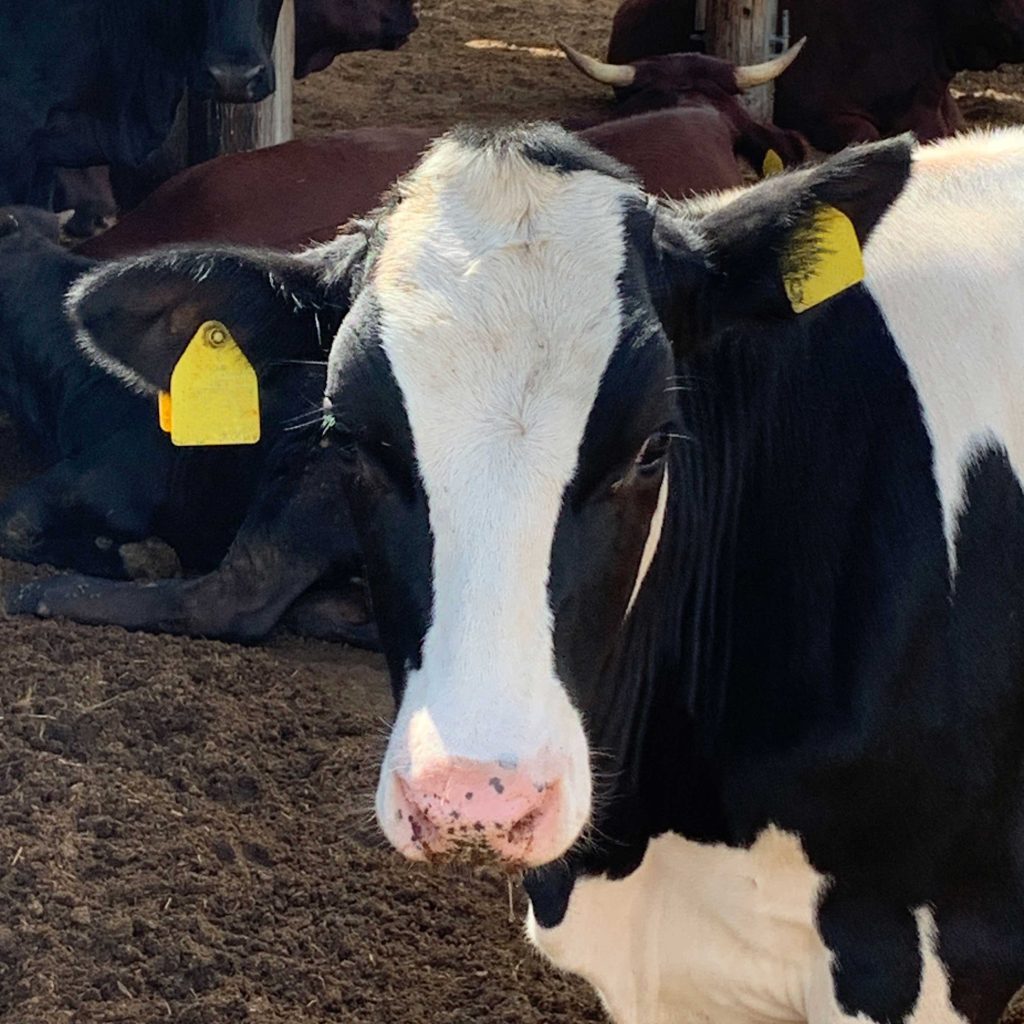 牛の除角：安全かつ確実な方法とは？ | dairyman-ec.com